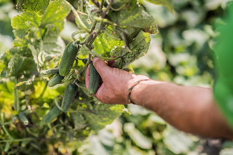 Prodotti dell´Alto Adige