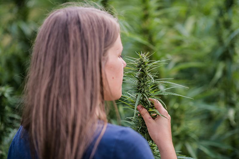 Hanf, wird zu Sirup verarbeitet