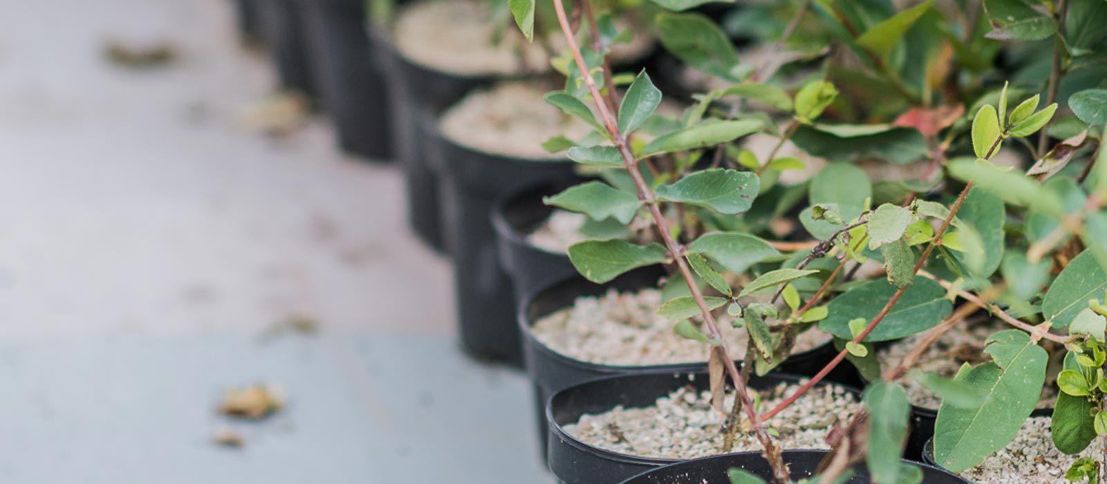 Sapore intenso – gusto inconfondibile