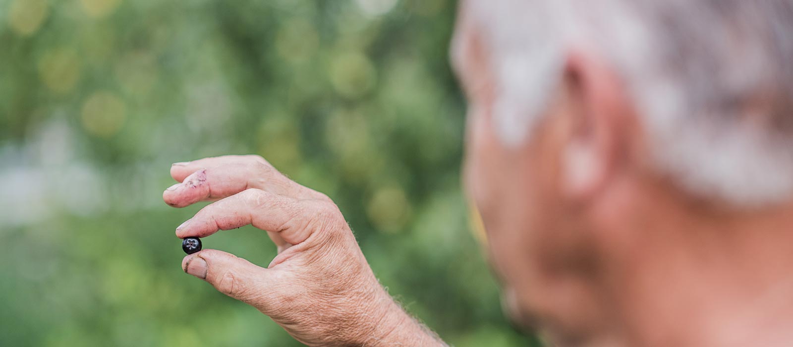 Gegründet wurde der Beerenhof von Rudolf „Rudi“ Burger, dem Beerenflüsterer.