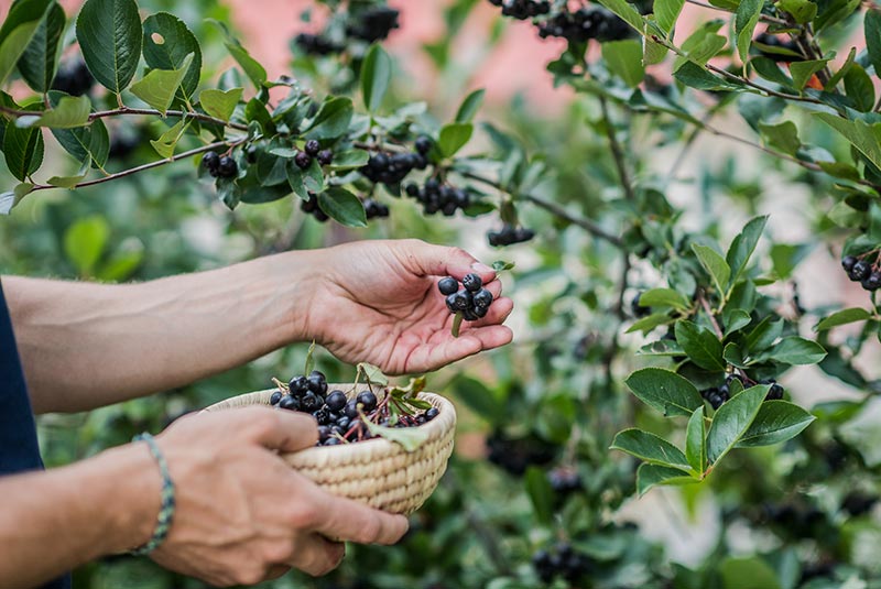 Arbeit auf dem Beerenhof